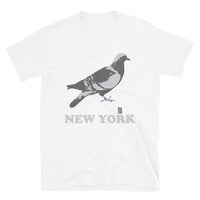 New York Pigeon